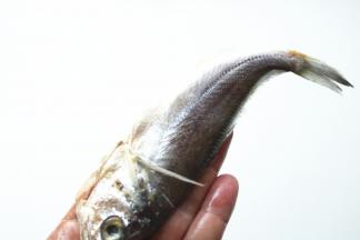 鱼刮掉鱼鳞，虽然很小，但其实还是有鱼鳞。