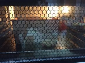 放入预热好的烤箱，下层上下管160度烘烤40分钟出炉，顶部上色要及时盖锡纸