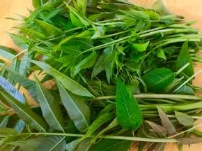 掐一部分嫩尖，洗干净