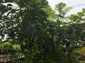 虽然说已经过了吃香椿的时间，但是还是可以在枝叶的顶端发现一些嫩尖，虽然没有春季的味道香，但是新鲜还是有的