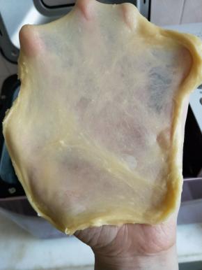 面团静置30秒后切一小块，手上抹黄油，慢慢抻出比较结实的薄膜即可。