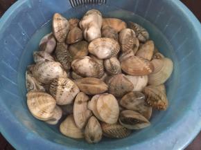 1. 买回家的花甲用盐水养着，加几滴油让其吐去沙子，事实证明不加油也是可以的