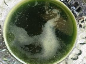 取60g菠菜汁备用