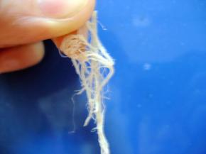 将放凉的猪肉块撕成比头发略粗的细丝，要保证所撕的肉丝粗细均匀（由于肉块较多，而撕的过程较长，可将先撕好的肉丝放入保鲜盒中，防止肉丝风干 变硬）；