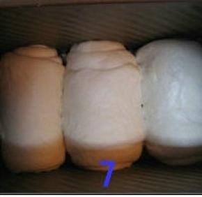 卷好的面团放入吐司模内，套上保鲜袋，放温暖处发酵；