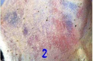 冷藏好的面团放在案板上，用揉搓的方式揉到扩展阶段后，加入软化的黄油，接着再揉到完全阶段；