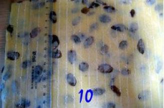 取出面团，去掉保鲜袋。用尺子在面团划出间隔1CM的长条（我是为了拍照好看才这么做的，不在乎的这步可以省略。）；