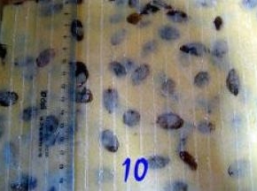 取出面团，去掉保鲜袋。用尺子在面团划出间隔1CM的长条（我是为了拍照好看才这么做的，不在乎的这步可以省略。）；