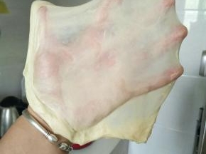 揉面20分钟之后，取出一小块面，检查是否可以出手套膜，如图一样面团也就可以了，破的小洞四周是光滑的边，那就可以不用再揉了。