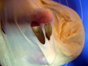 面团材料（除酵母和黄油外，清水的量可先加2/3，余下的视面团软硬度来添加。）加入全部汤种混合均匀，然后放入酵母，用筷子或橡皮刮刀将全部材料搅拌成团，放入容器罩上保鲜膜，放冰箱冷藏半小时后。30分钟后取出面团入在硅胶垫上，将面团揉摔至表面稍光滑，可以抻出粗糙、稍厚的薄膜；然后加入软化的黄油，继续摔打至扩展阶段（此时可抻出透明、不易破裂的薄膜，戳开的洞口边缘呈锯齿状）；