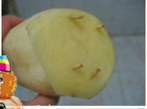 取一土豆片（比莲藕切面稍大一圈），将土豆片用四根牙签固定在莲藕切面；