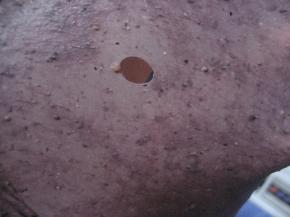 所有材料混合揉成团，放容器中，套上保鲜袋，室温静置15分钟；
  取出面团揉至完全阶段；