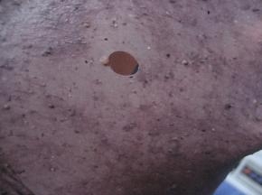 所有材料混合揉成团，放容器中，套上保鲜袋，室温静置15分钟；
  取出面团揉至完全阶段；