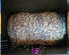 把面团放进吐司模中，盖上保鲜膜放温暖处进行发酵；