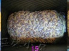 把面团放进吐司模中，盖上保鲜膜放温暖处进行发酵；