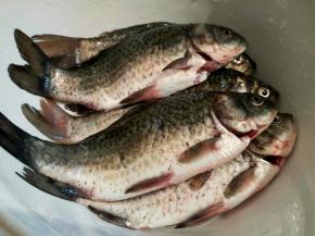 把买回来的小鲫鱼洗干净