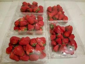 新鲜摘的草莓5斤