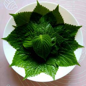 苏子叶洗干净码好备用。