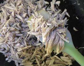 撕好的肉放入锅中稍微翻炒下，之前我的水分以及沥的很干了，这里我就炒了1分钟，如果肉的水分太多的话要炒干再放面包机桶（如果没有面包机的朋友，就要在锅里不停的翻炒还要放搅拌机打碎，在翻炒，整个过程有点长，炒的时候全程都要小火操作，要用筷子不停的翻炒，一不小心的话很容易炒过的，所以还是面包机省事）