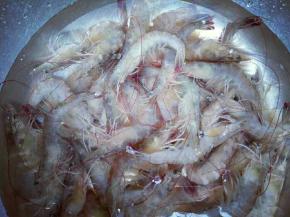 把虾冷水冲洗干净。