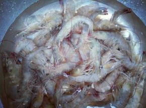 把虾冷水冲洗干净。
