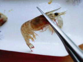 剪掉虾头和爪子。