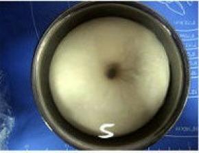 盖上保鲜膜，发酵至原体积两倍大；