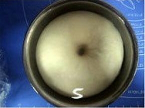 盖上保鲜膜，发酵至原体积两倍大；