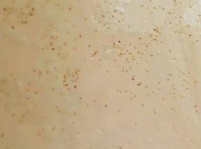 把打面糊倒入铺有油纸的烤盘中，用刮板刮平整，撒上白芝麻，会很香哦。