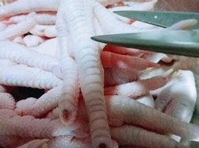 首先处理鸡爪，把鸡爪的指甲剪掉，如图，依次完成。