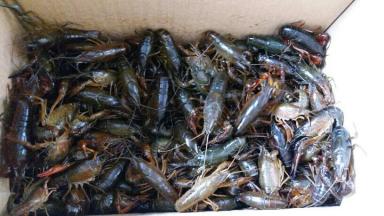 朋友送来10斤虾，顺便给我指导