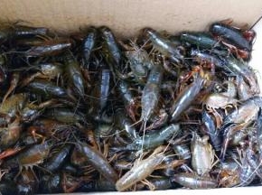 朋友送来10斤虾，顺便给我指导