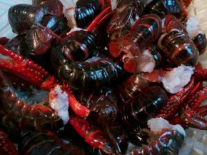 去掉龙虾的头，虾肠，