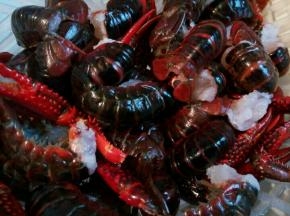 去掉龙虾的头，虾肠，