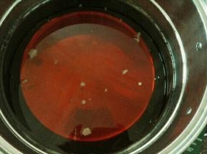 熬好的糖浆撇去浮沫，放凉