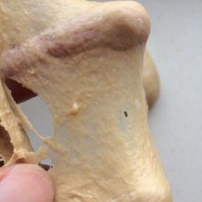 3、	加盖保鲜膜，冰箱冷藏15分钟左右，让面团充分吸收水份后，取出，揉至出筋