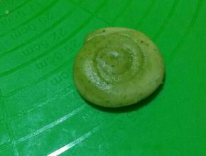 按扁，，擀开。。