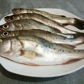  野生小鲈鱼5条