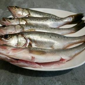 小鲈鱼处理干净，