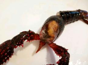 用剪刀剪去龙虾头部前面的三角那里有龙虾的胃，这样一只龙虾就处理干净。