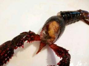 用剪刀剪去龙虾头部前面的三角那里有龙虾的胃，这样一只龙虾就处理干净。