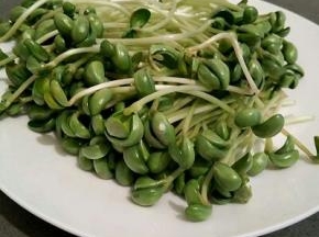 黑豆芽