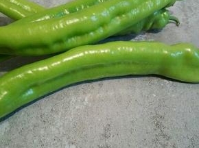 尖椒4根（发现现在的尖椒可真长）