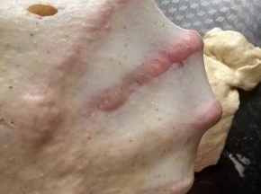 开启和面键揉至扩展阶段，出薄而坚韧的膜。