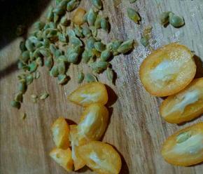 每个金桔一分为四，去籽