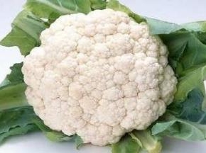 菜花一颗