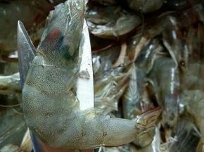 虾用剪刀剪去头部，尾部，爪子，虾线。