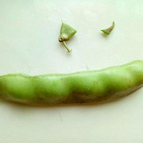 处理油豆，将两端掰掉，也就是头和尾，依次做完。