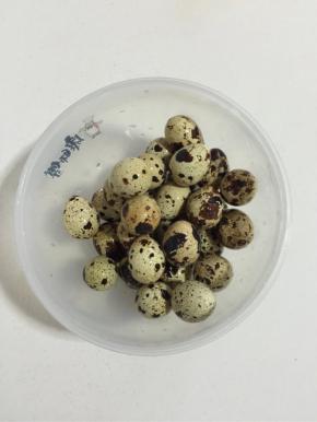浸泡好的鹌鹑蛋装进保鲜盒里。


