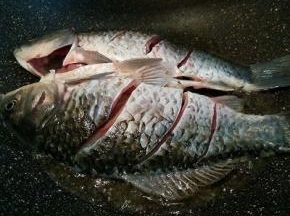 不粘锅放适量油，放入鲫鱼，中火煎，（鲫鱼可以用厨房纸巾吸干水份，）